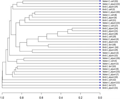 Genetic relatedness, virulence, and drug susceptibility of Campylobacter isolated from water and wild birds